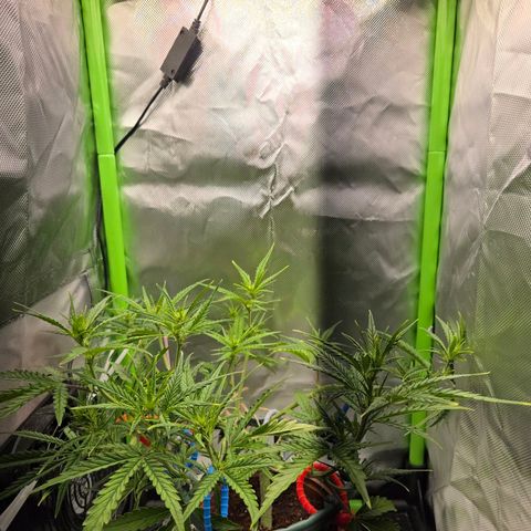 1l Auto watering pot Auto Grow growlog timeline photo