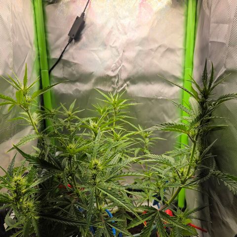 1l Auto watering pot Auto Grow growlog timeline photo