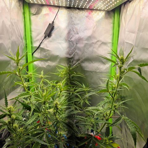 1l Auto watering pot Auto Grow growlog timeline photo