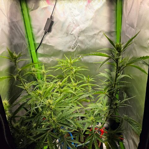1l Auto watering pot Auto Grow growlog timeline photo