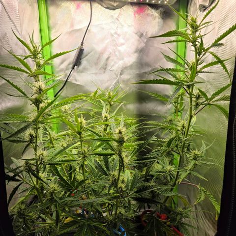 1l Auto watering pot Auto Grow growlog timeline photo