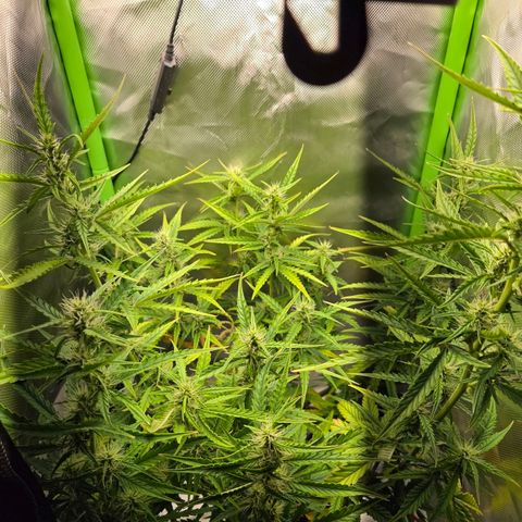 1l Auto watering pot Auto Grow growlog timeline photo