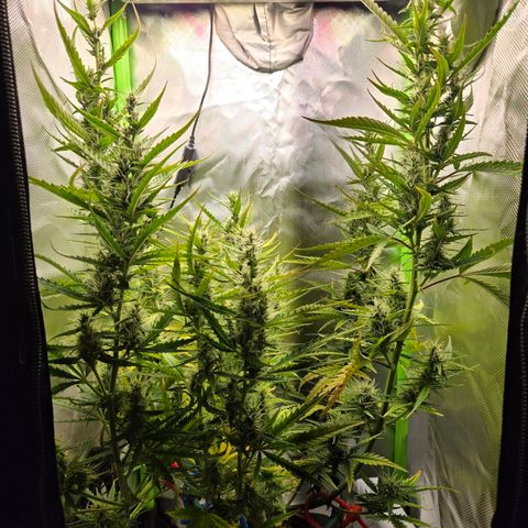 1l Auto watering pot Auto Grow growlog timeline photo