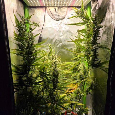 1l Auto watering pot Auto Grow growlog timeline photo