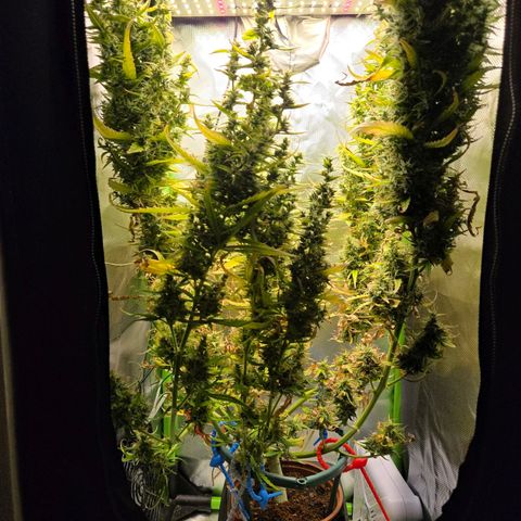 1l Auto watering pot Auto Grow growlog timeline photo