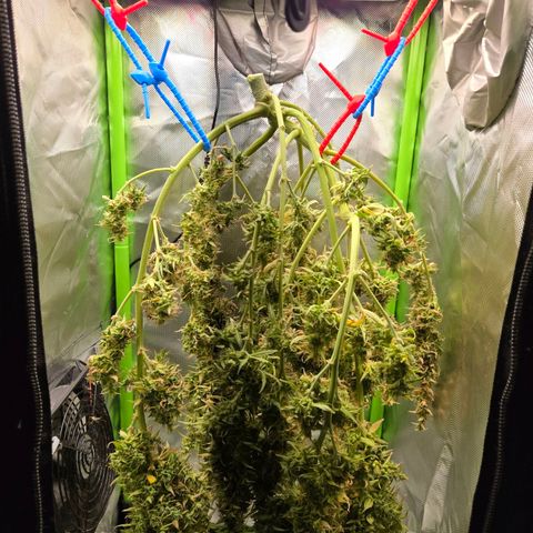 1l Auto watering pot Auto Grow growlog timeline photo