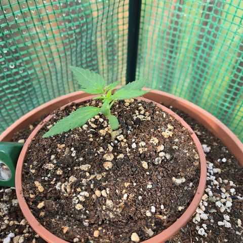 Root over Rock #1 growlog timeline photo