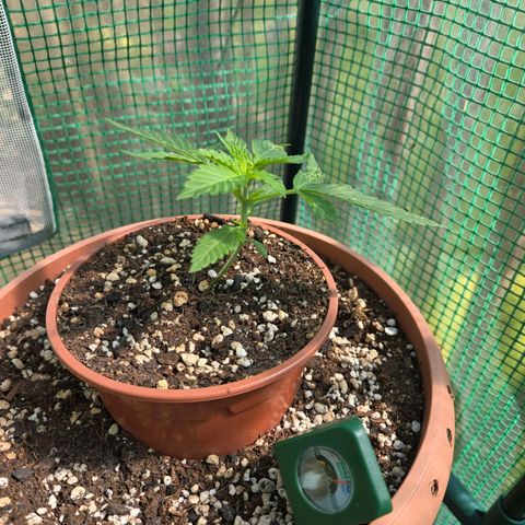 Root over Rock #1 growlog timeline photo