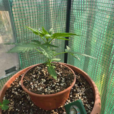 Root over Rock #1 growlog timeline photo