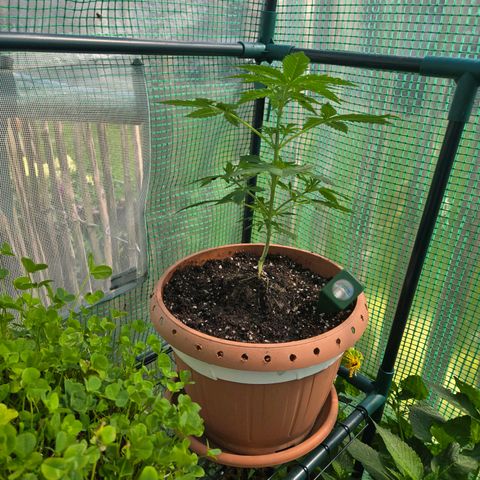 Root over Rock #1 growlog timeline photo