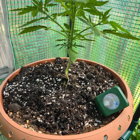 Root over Rock #1 growlog timeline photo