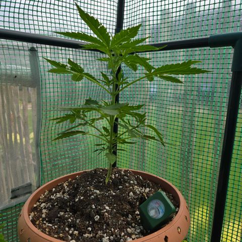 Root over Rock #1 growlog timeline photo