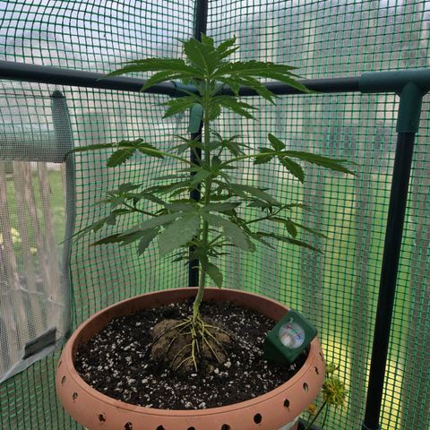 Root over Rock #1 growlog timeline photo
