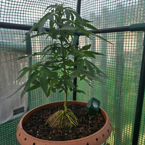 Root over Rock #1 growlog timeline photo