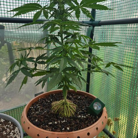 Root over Rock #1 growlog timeline photo