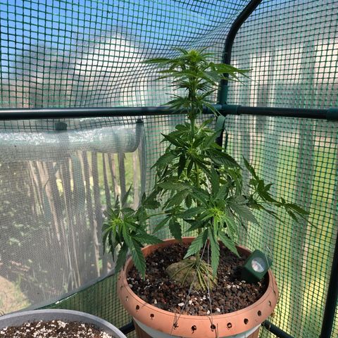 Root over Rock #1 growlog timeline photo