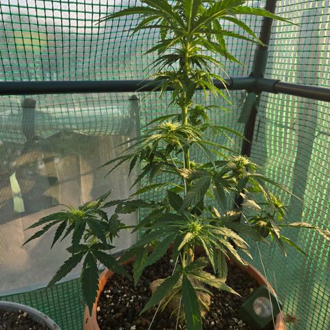 Root over Rock #1 growlog timeline photo