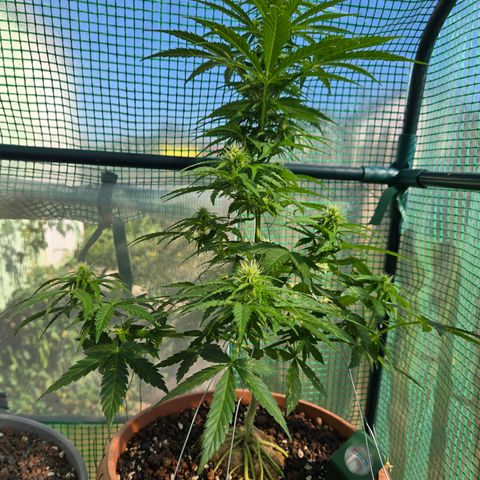 Root over Rock #1 growlog timeline photo