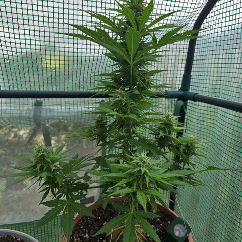 Root over Rock #1 growlog timeline photo