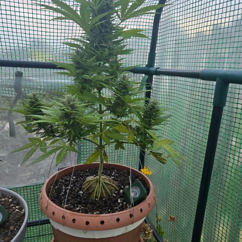 Root over Rock #1 growlog timeline photo