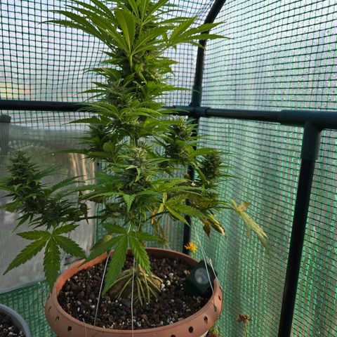 Root over Rock #1 growlog timeline photo