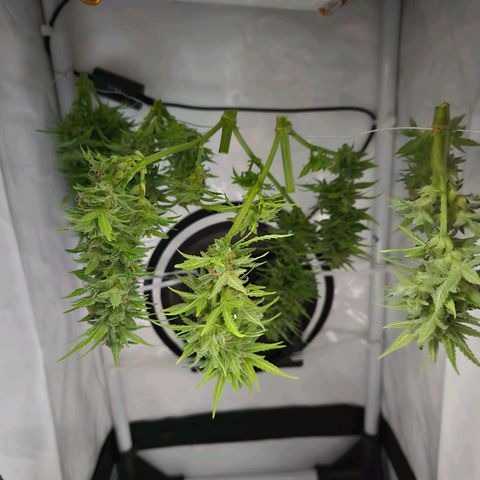Root over Rock #1 growlog timeline photo