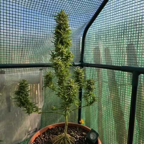 Root over Rock #1 growlog timeline photo