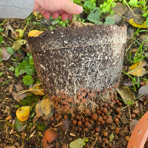 Root over Rock #1 growlog timeline photo