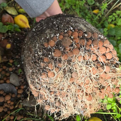 Root over Rock #1 growlog timeline photo