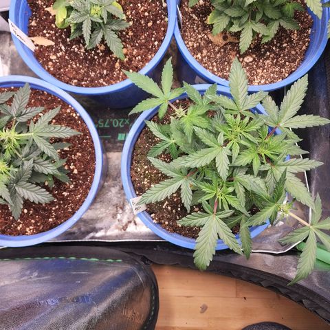 Gold Leaf 1 growlog timeline photo