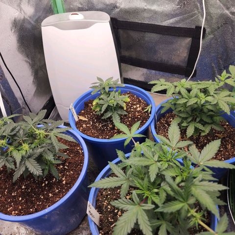 Gold Leaf 1 growlog timeline photo