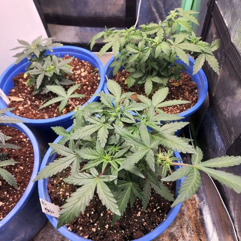 Gold Leaf 1 growlog timeline photo