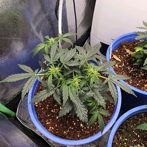 Gold Leaf 1 growlog timeline photo