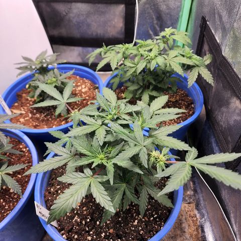 Gold Leaf 1 growlog timeline photo