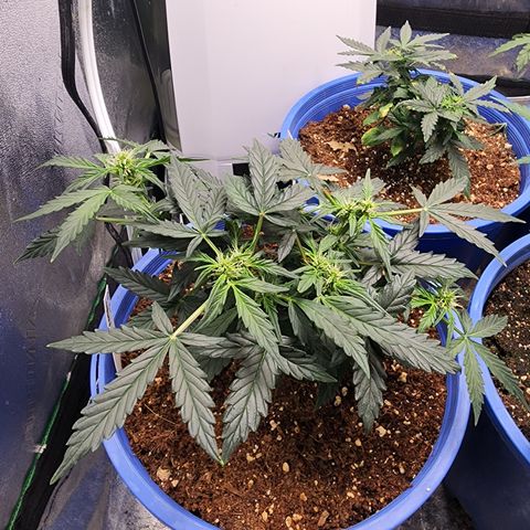 Gold Leaf 1 growlog timeline photo