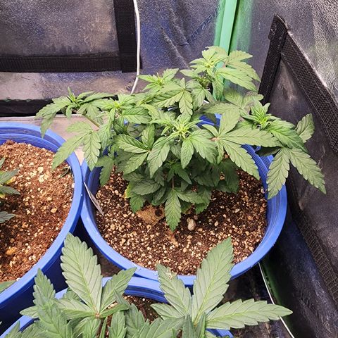 Gold Leaf 1 growlog timeline photo