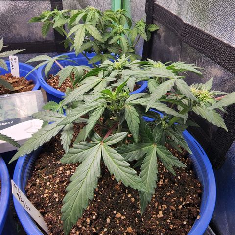 Gold Leaf 1 growlog timeline photo