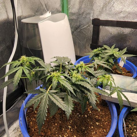Gold Leaf 1 growlog timeline photo