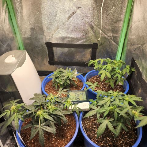 Gold Leaf 1 growlog timeline photo