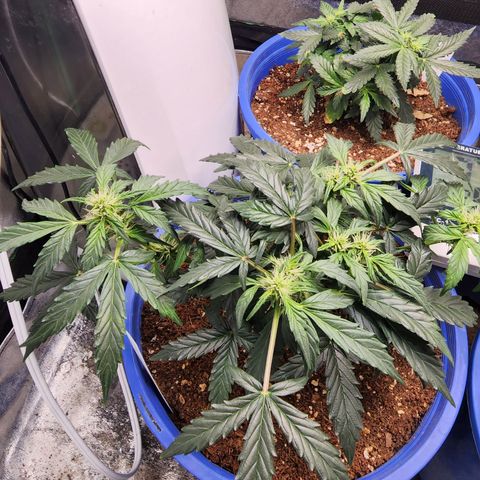 Gold Leaf 1 growlog timeline photo