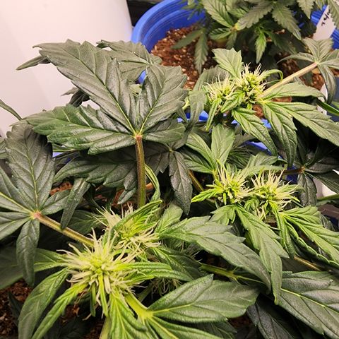 Gold Leaf 1 growlog timeline photo