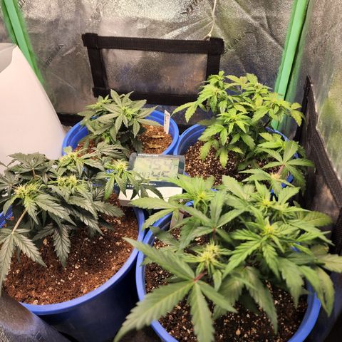 Gold Leaf 1 growlog timeline photo
