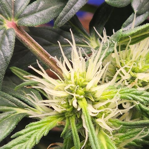 Gold Leaf 1 growlog timeline photo