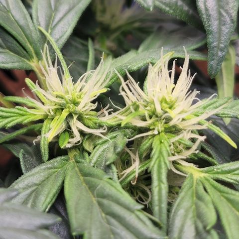 Gold Leaf 1 growlog timeline photo