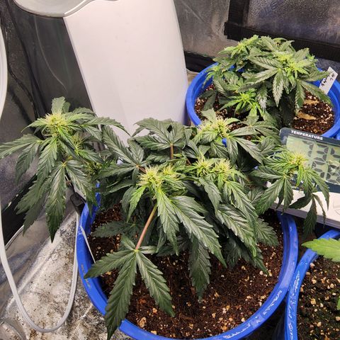 Gold Leaf 1 growlog timeline photo