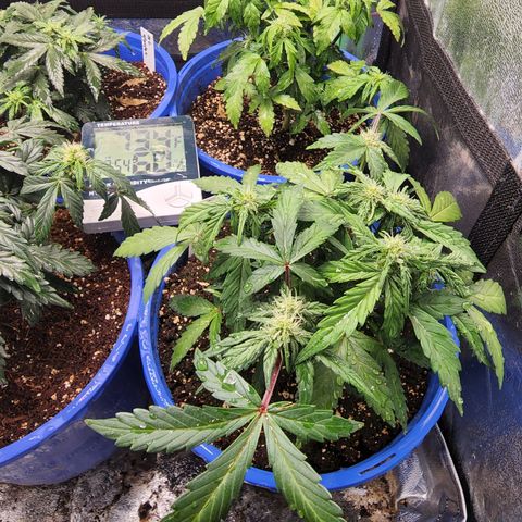 Gold Leaf 1 growlog timeline photo