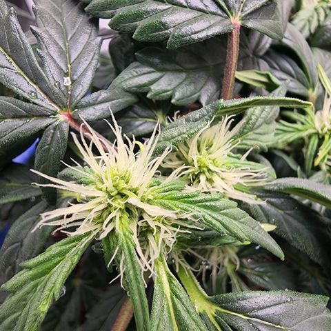 Gold Leaf 1 growlog timeline photo