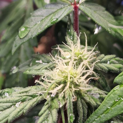 Gold Leaf 1 growlog timeline photo
