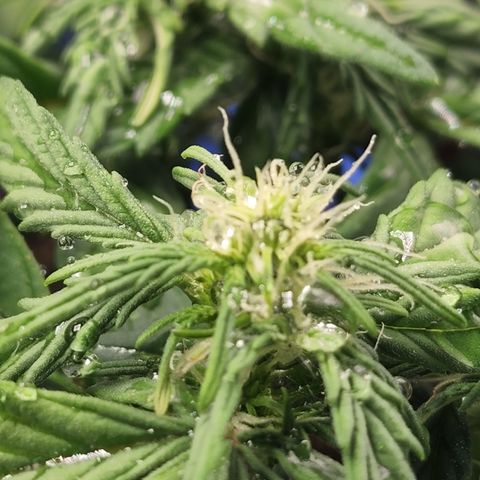 Gold Leaf 1 growlog timeline photo