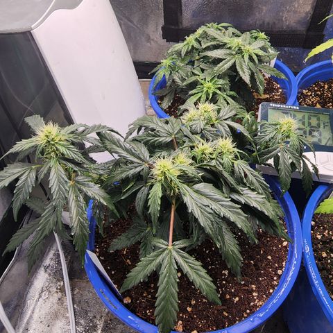 Gold Leaf 1 growlog timeline photo